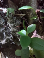 Peperomia mariannensis (Peperomia mariannensis)