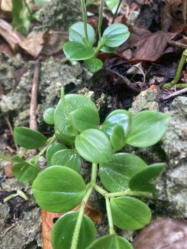 Peperomia mariannensis (Peperomia mariannensis)