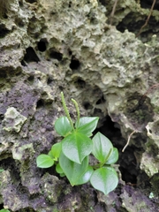 Peperomia mariannensis (Peperomia mariannensis)