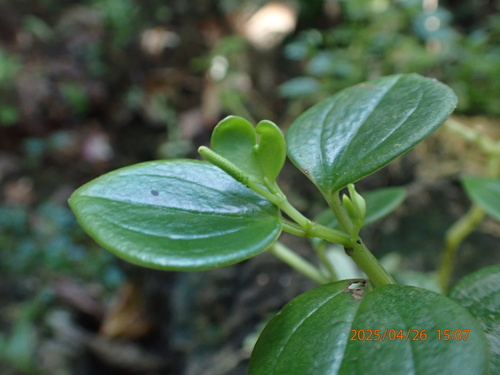 Peperomia mariannensis (Peperomia mariannensis)