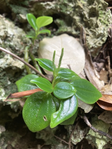 Peperomia mariannensis (Peperomia mariannensis)