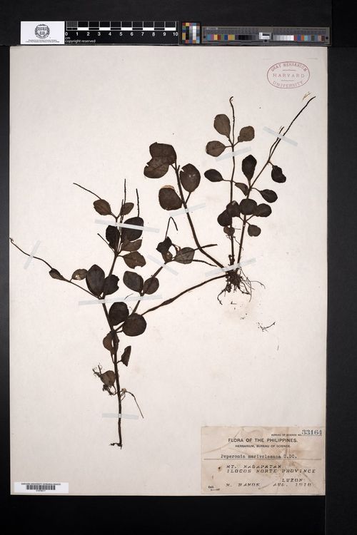 Peperomia marivelesana: species of peperomia