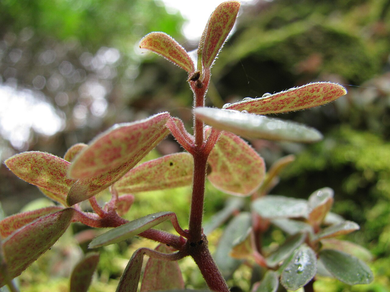 Maui peperomia: Peperomia mauiensis (Alaala wai nui) Leaves and veins at Iao, Maui, Hawaii. April 30, 2010 #100430-2647 Image Use Policy