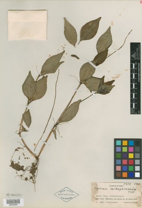 Peperomia mishuyacana: species of peperomia