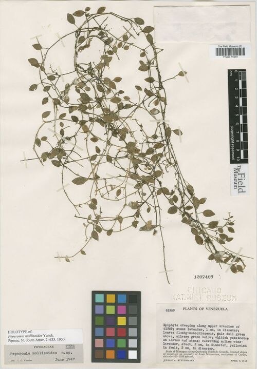 Peperomia mollisoides: species of peperomima