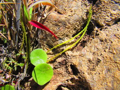 Peperomia monticola (Peperomia monticola)