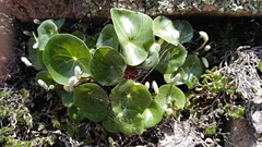 Peperomia monticola (Peperomia monticola)