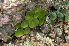 Peperomia monticola (Peperomia monticola)