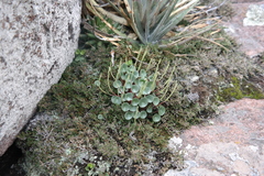 Peperomia monticola (Peperomia monticola)