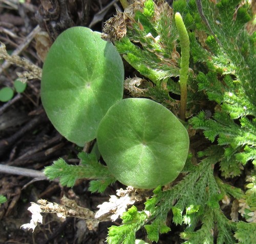 Peperomia monticola (Peperomia monticola)