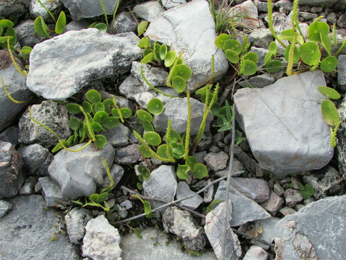 Peperomia monticola (Peperomia monticola)