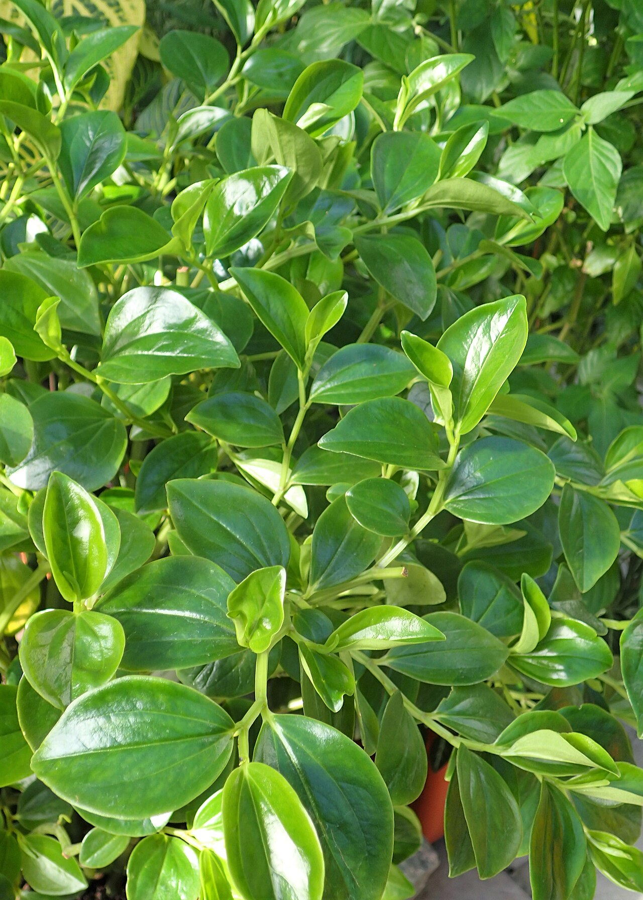 Myrtleleaf peperomia: Peperomia myrtifolia in botanical garden in Kraków