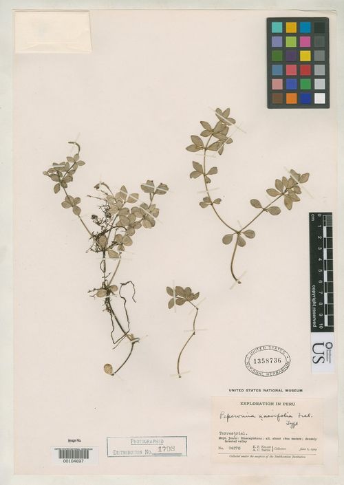 Peperomia naevifolia: species of peperomia