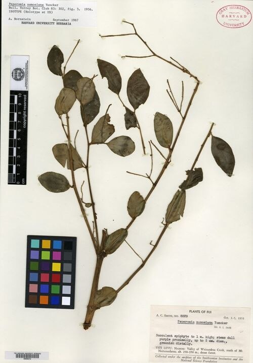 Peperomia namosiana: species of peperomia