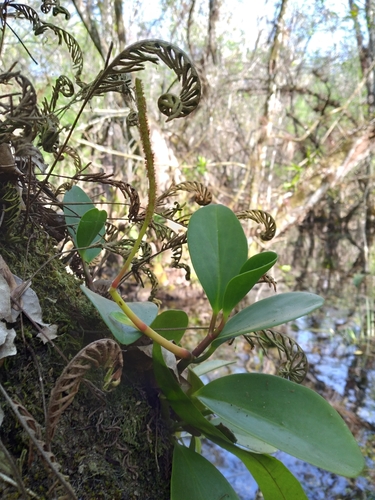 Baby rubber plant (Peperomia obtusifolia)