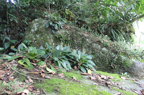 Baby rubber plant (Peperomia obtusifolia)