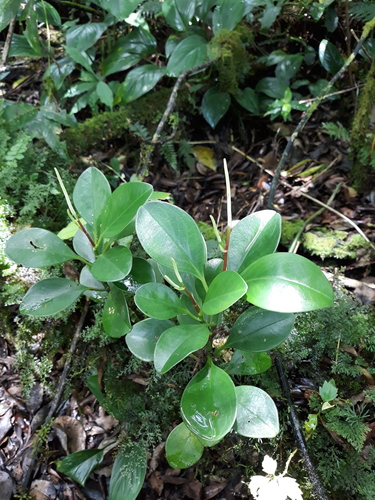 Baby rubber plant (Peperomia obtusifolia)