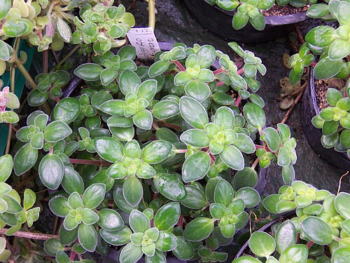 Baby rubber plant: Peperomia obtusifolia , habitus