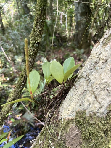 Baby rubber plant (Peperomia obtusifolia)