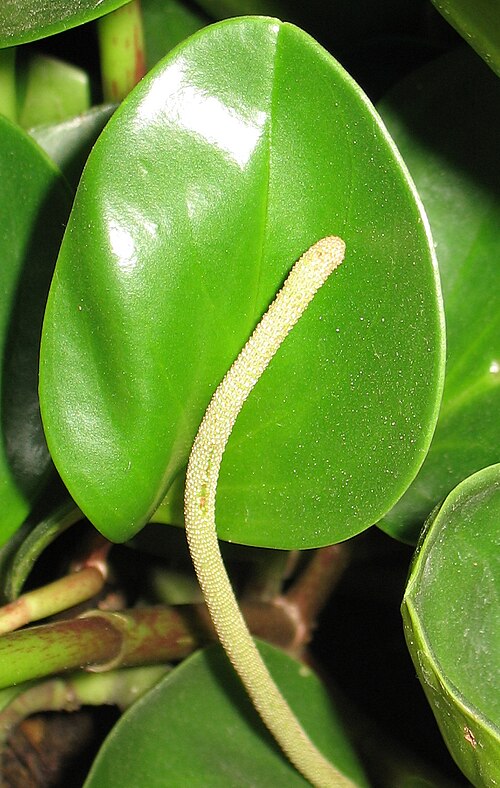 Baby rubber plant: Peperomia obtusifolia