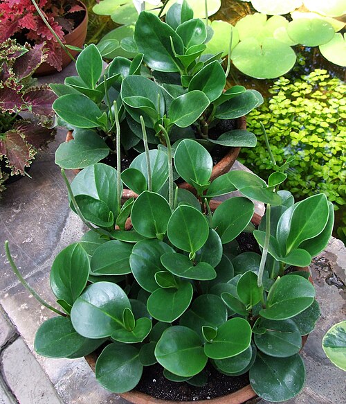 Baby rubber plant: Peperomia obtusifolia