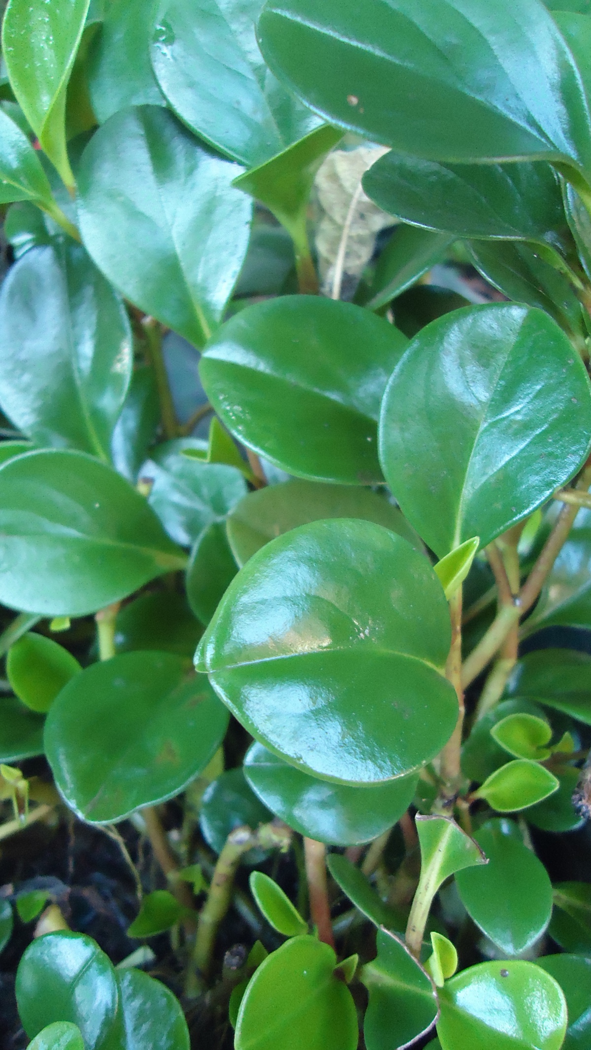 Baby rubber plant: Peperomia obtusifolia , Baby Rubber Plant