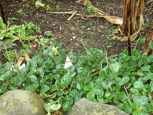 Baby rubber plant: Peperomia obtusifolia