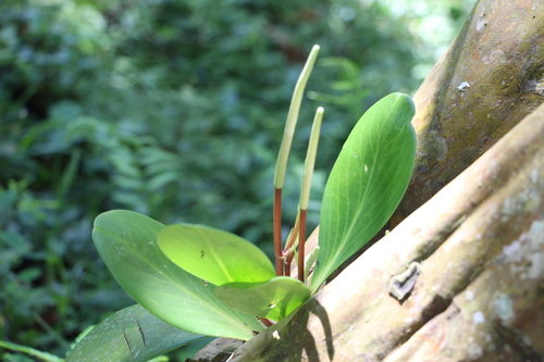 Baby rubber plant (Peperomia obtusifolia)