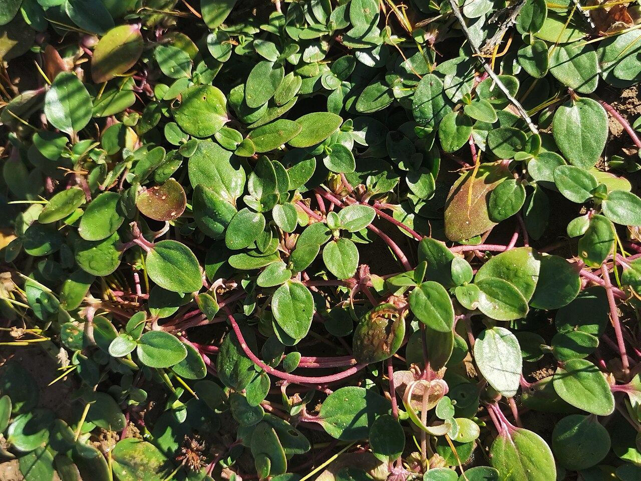 Peplidium foecundum: Peplidium foecundum, near Narran Lakes NR