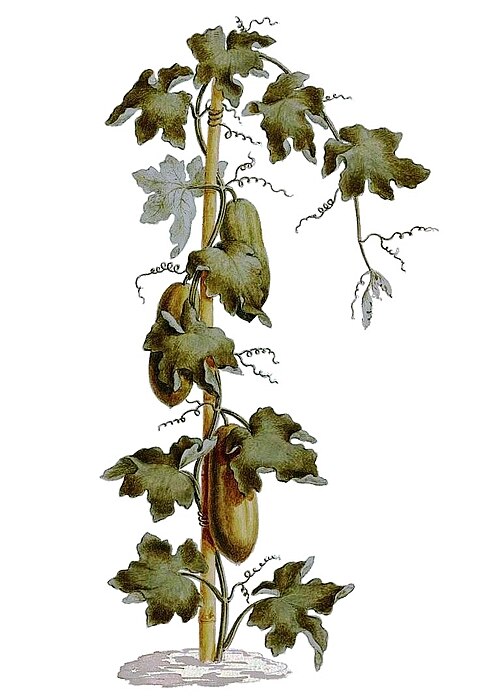 Peponium vogelii (Peponium vogelii)