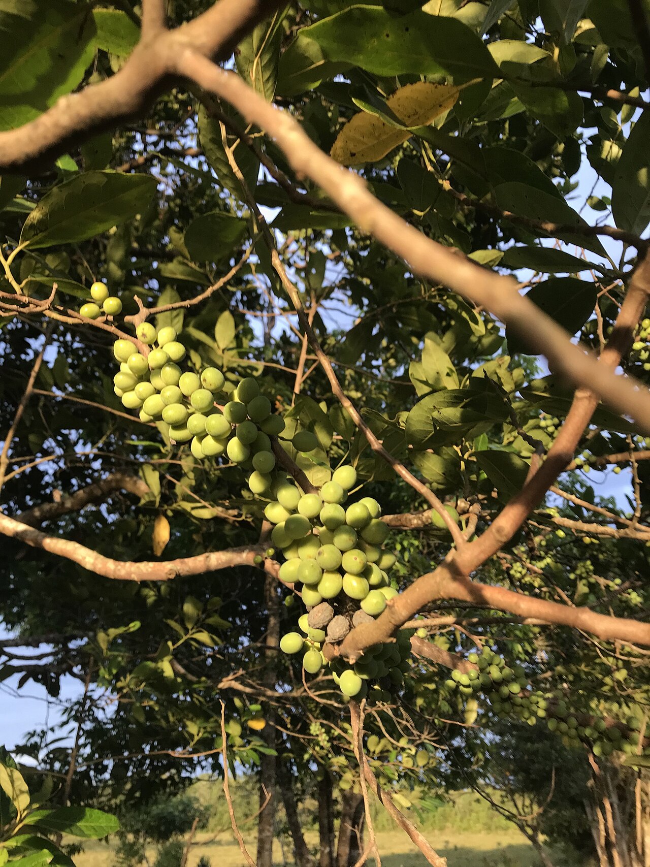 Pera arborea: Pera arborea in Colombia