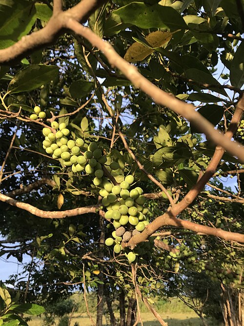Pera arborea: Pera arborea in Colombia