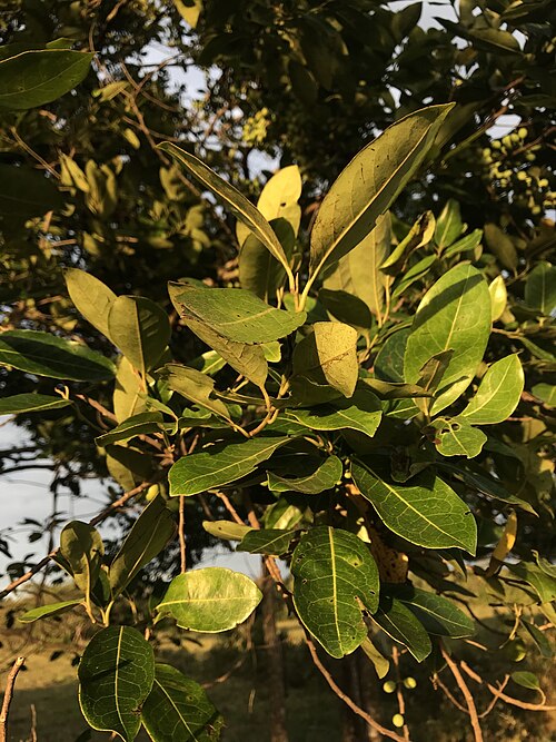 Pera arborea: Pera arborea in Colombia