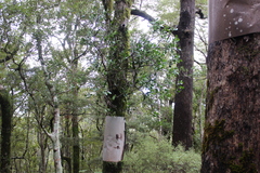 Peraxilla colensoi (Peraxilla colensoi)