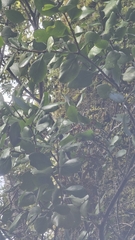 Peraxilla colensoi (Peraxilla colensoi)