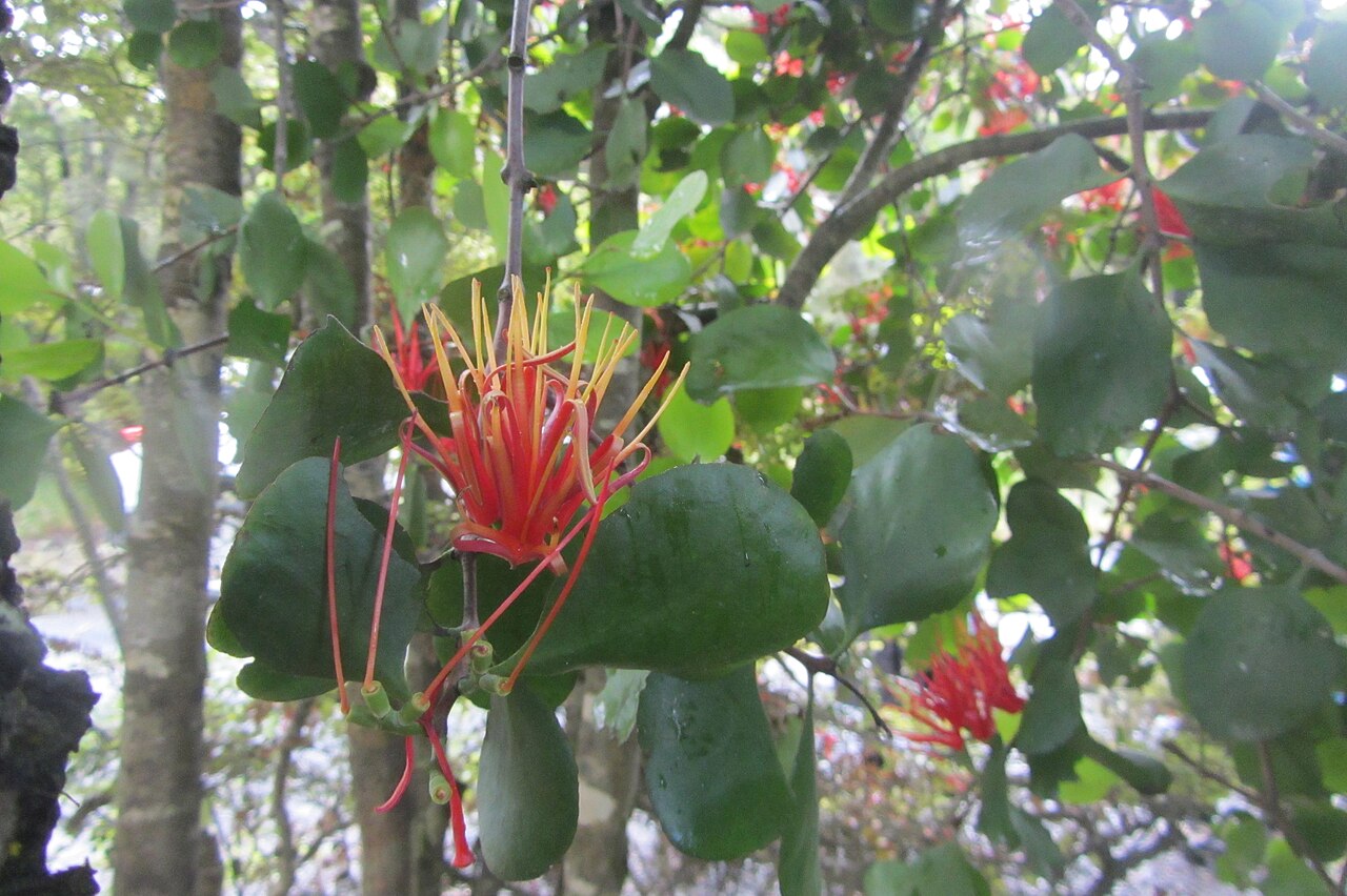 Peraxilla colensoi (Peraxilla colensoi)