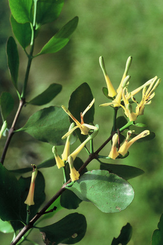 Peraxilla colensoi (Peraxilla colensoi)
