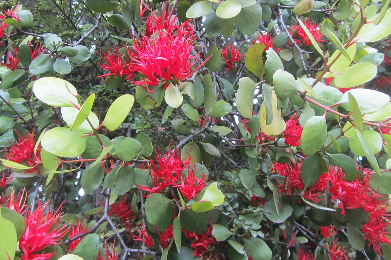 Peraxilla colensoi (Peraxilla colensoi)