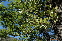 Peraxilla tetrapetala (Peraxilla tetrapetala)