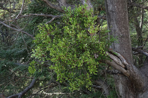 Peraxilla tetrapetala (Peraxilla tetrapetala)