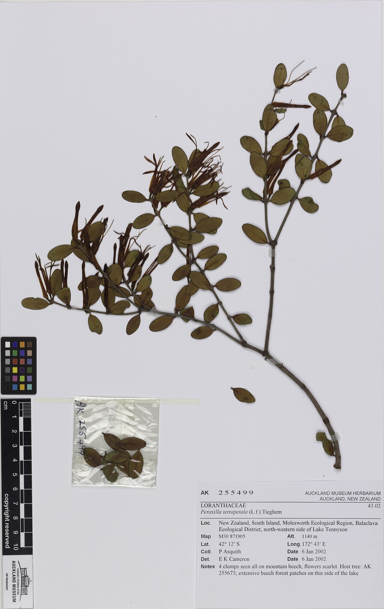 Peraxilla tetrapetala: A herbarium specimen of Peraxilla tetrapetala held at the Auckland War Memorial Museum.