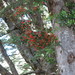 Peraxilla tetrapetala (Peraxilla tetrapetala)