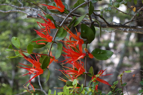 Peraxilla tetrapetala (Peraxilla tetrapetala)