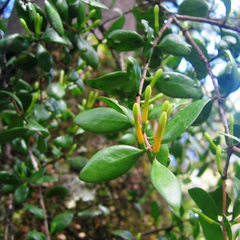 Peraxilla tetrapetala (Peraxilla tetrapetala)