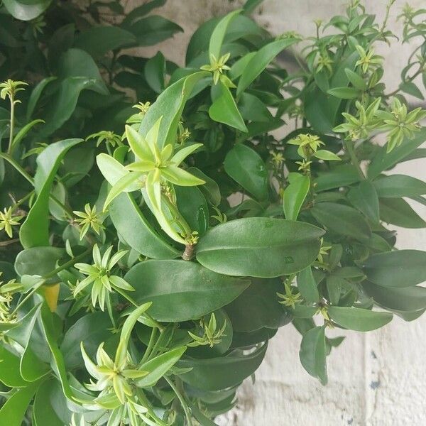 Barbados shrub (Pereskia aculeata)