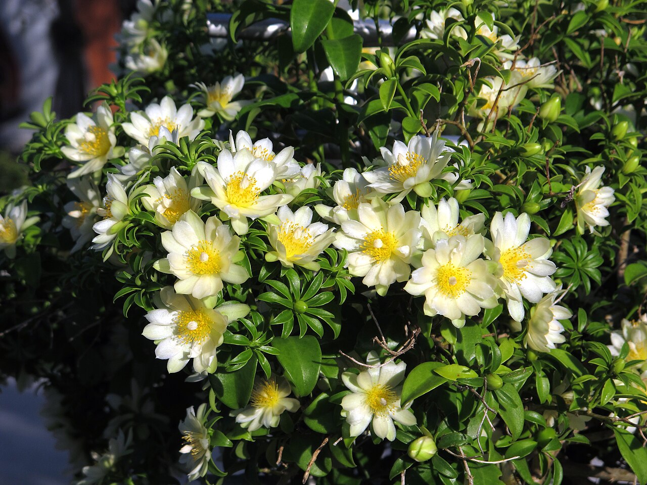 Barbados shrub: Pereskia aculeata