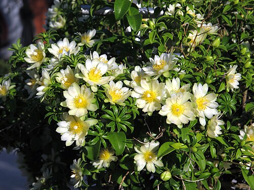 Barbados shrub