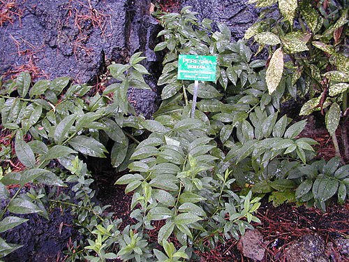 Barbados shrub (Pereskia aculeata)