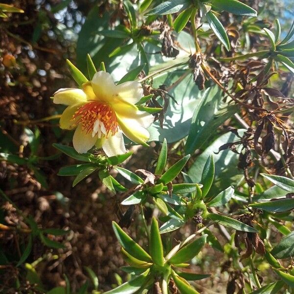 Barbados shrub (Pereskia aculeata)