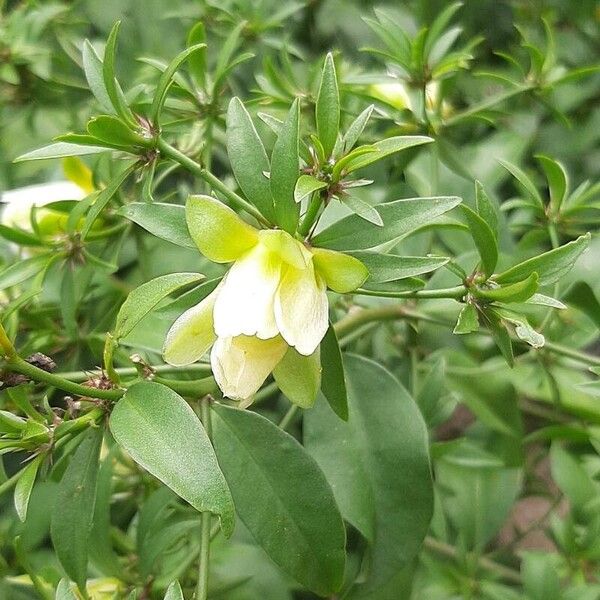Barbados shrub (Pereskia aculeata)